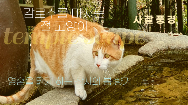 temple cat.jpg