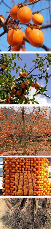 ★둥시감 -1홍시,곳감 랑.jpg