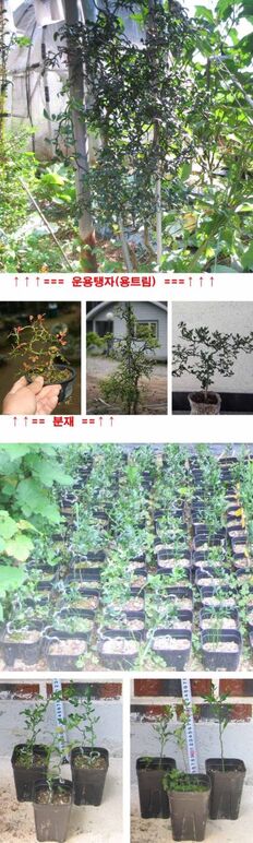 ★용탱자분재0 00무제-1.jpg