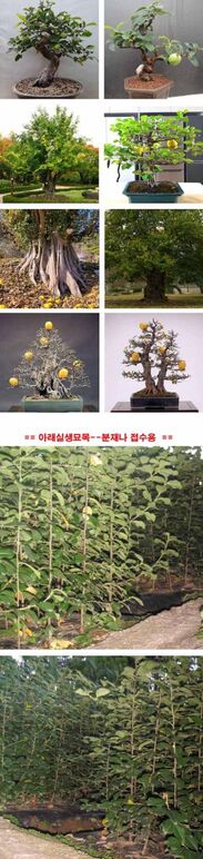 ★모과나무 0 .jpg