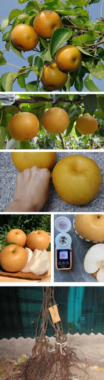 ★신고배 0 무제-1.jpg