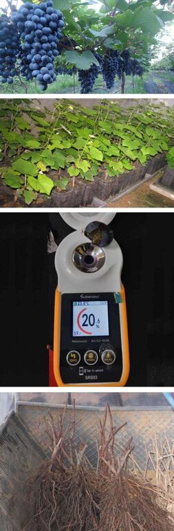 ★ NBA머루포도 1 .jpg