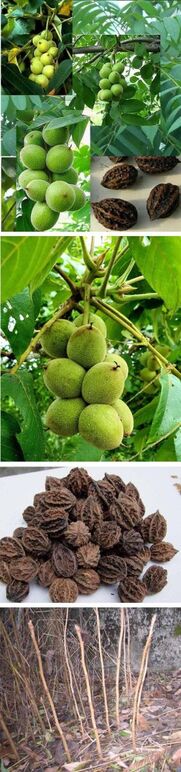 ★가레호두 0.jpg