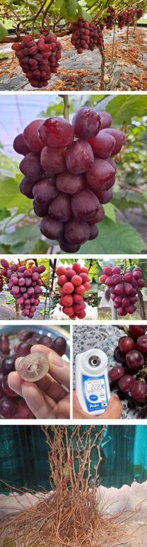 ★랑만홍엔 미화희 레드샤인매스켓0 무제-2.jpg