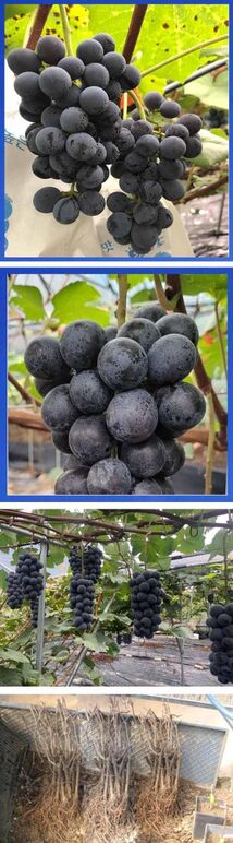 ★BK시들레스0 1-3배씨없22-25b8상중켐큼하.jpg