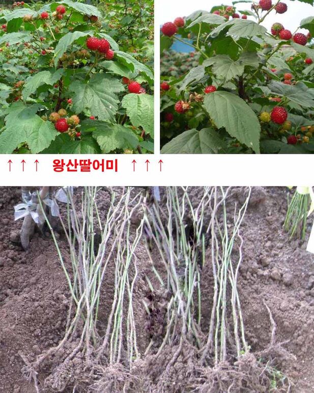 ★ 산딸기 약70센티6개3복사 .jpg