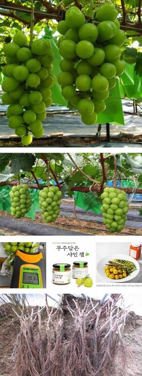 ★23년 샤인머스켓 0 .jpg