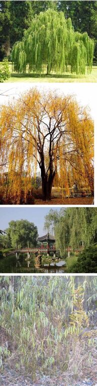 ★능수버들0 1- .jpg