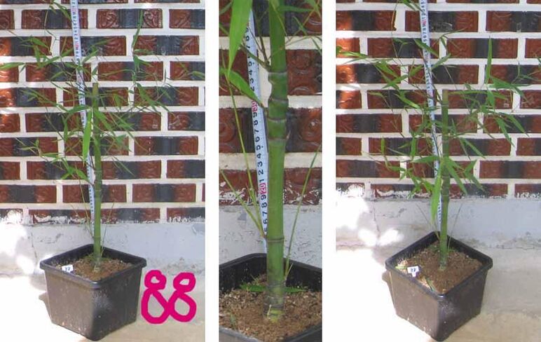 24년구갑죽 88 -1.jpg