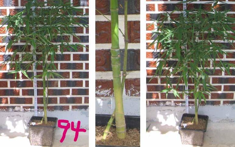 24년구갑죽 94 -1.jpg