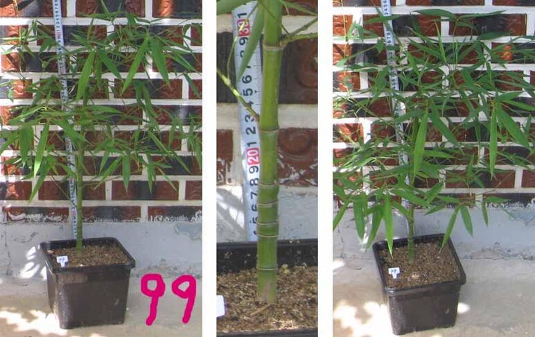 24년구갑죽 99 -1.jpg