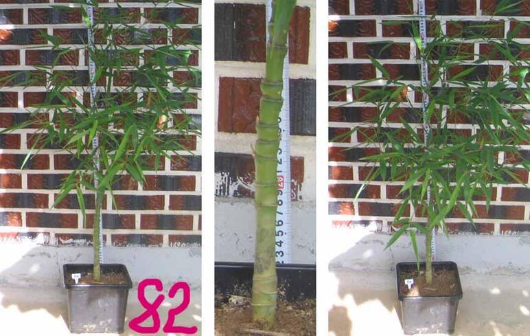 24년구갑죽 82 -1.jpg