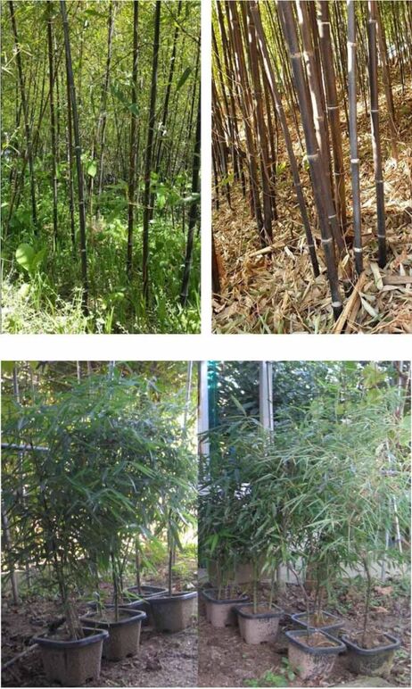 ★ 오죽 무제-1.jpg