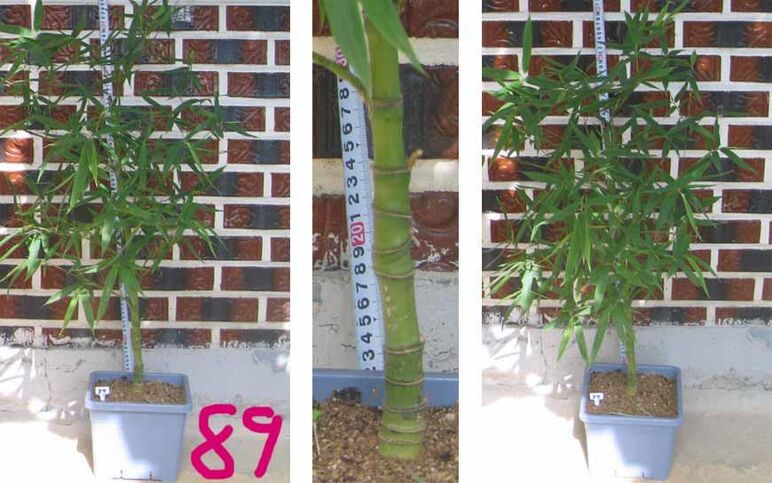 24년구갑죽 89 -1.jpg