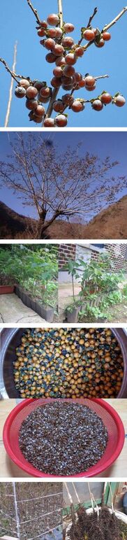 ★ ㄱ고욤묘목0-1 .jpg