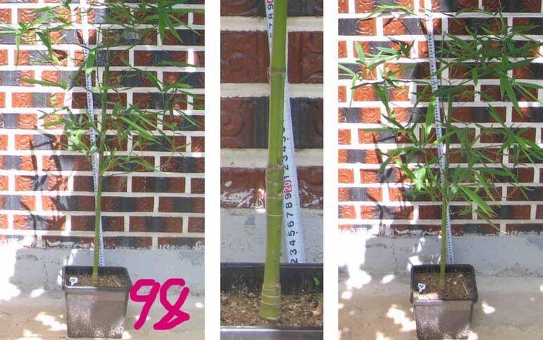 24년구갑죽 98 -1.jpg