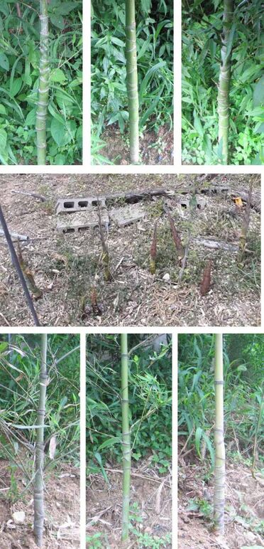 ★ 구갑죽어미 0 .jpg