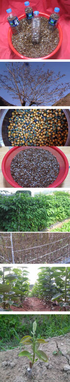 ★ 고욤씨앗 무제-1.jpg