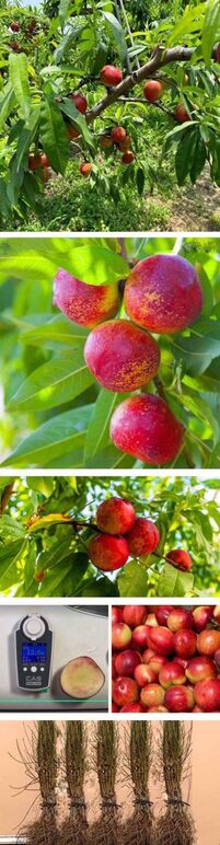 ★신비복숭아천도00 1-13bx .jpg