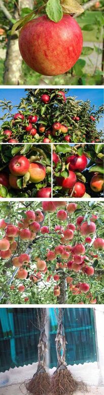 ★미야비(후지)0 -려.jpg