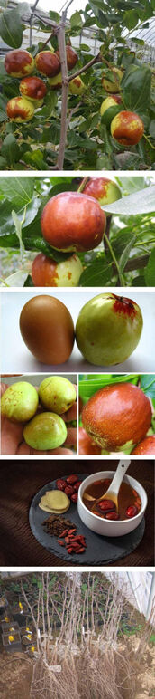 ★사과대추0 0-40b 고.jpg