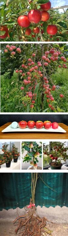 ★루비에스사과0 무제-1.jpg