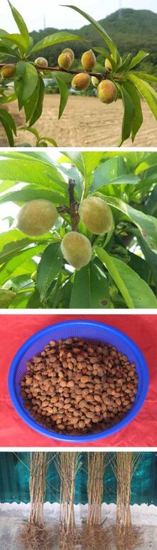 ★개복숭아0 0 -.jpg