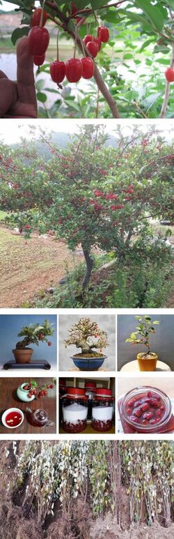 ★ 보리수 왕 0 .jpg