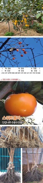 ★스위트폴리단감 1 캡2처.jpg