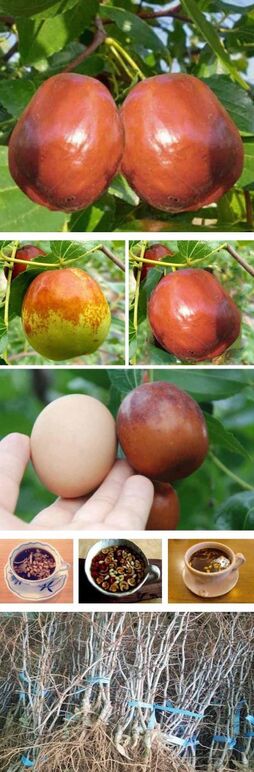 ★티벳대추0 0-40b 고.jpg