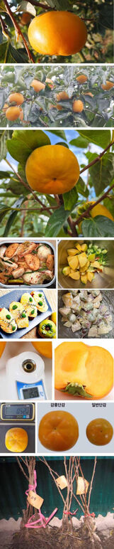 ★감풍 0 무제-1.jpg