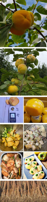 ★ㅌ태추단감0 3 -고.jpg