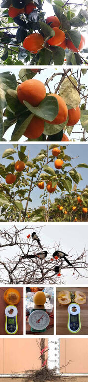 ★대봉감01 1- 랑,하,.jpg