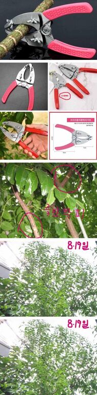 ★대추박피 1★ .jpg